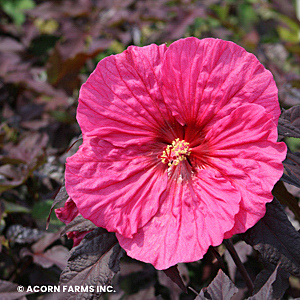 HIBISCUS EVENING ROSE