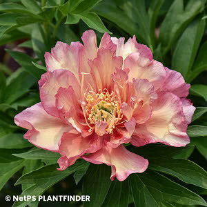 PAEONIA ITOH JULIA ROSE