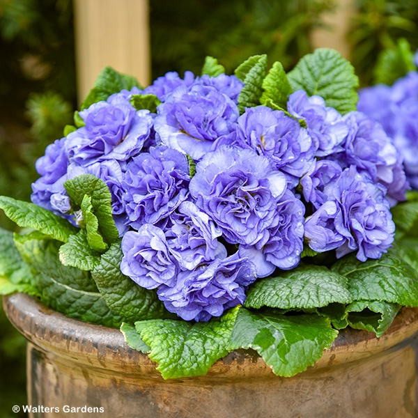 PRIMULA WATERCOLOUR BLUE