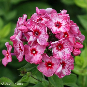 PHLOX PAN FIREWORKS