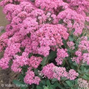 SEDUM ABBEYDORE