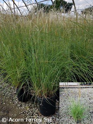 MISCANTHUS SIN ADAGIO