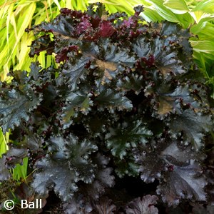 HEUCHERA BLACK TAFFETA