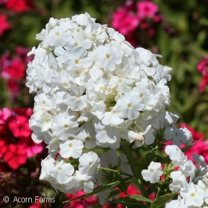 PHLOX PAN DAVID