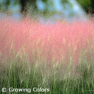 MUHLENBERGIA CAPILLARIS