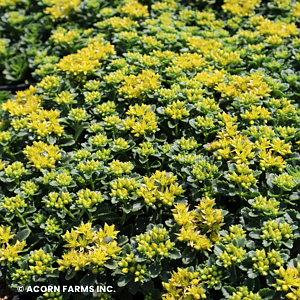 SEDUM LITTLE MISS SUNSHINE