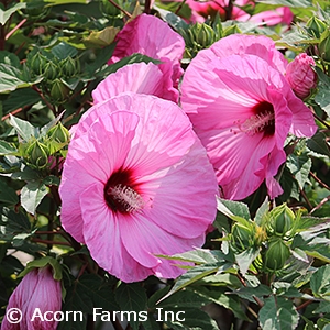 HIBISCUS CANDY CRUSH