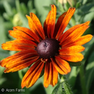 ECHIBECKIA SUMMERINA ORANGE