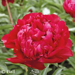 PAEONIA BIG BEN