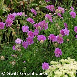 SCABIOSA VIVID VIOLET