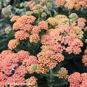 ACHILLEA FIREFLY PEACH SKY