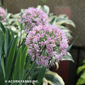 ALLIUM BUBBLE BATH