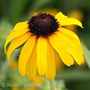 RUDBECKIA AMERICAN GOLD RUSH