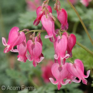 DICENTRA FOR KING OF HEARTS