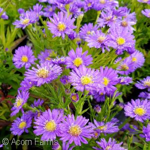 ASTER KICKIN SAPPHIRE