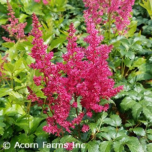 ASTILBE YOUNIQUE RUBY RED