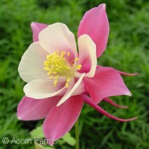 AQUILEGIA CARDINAL