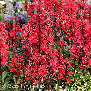 LOBELIA SPE STARSHIP SCARLET