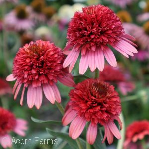 ECHINACEA CORAL REEF