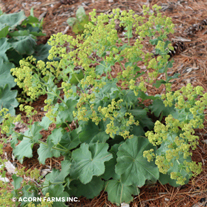 ALCHEMILLA MOLLIS THRILLER