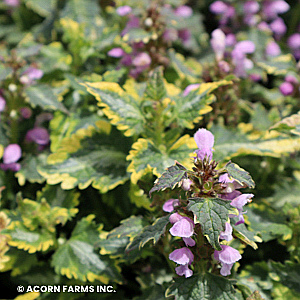 LAMIUM MAC ANNE GREENAWAY