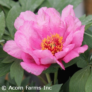 PAEONIA ITOH FIRST ARRIVAL