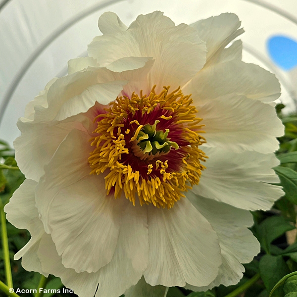 PAEONIA LUTEA HELENE MARTIN