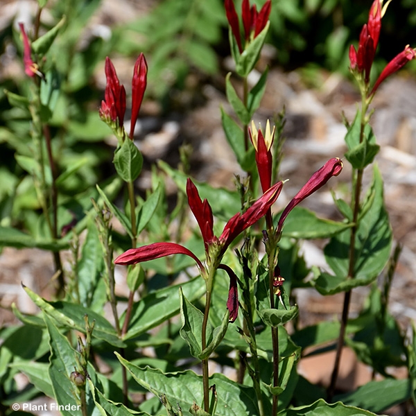 SPIGELIA APPLE SLICES