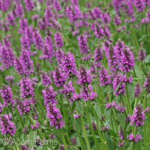 Stachys mon. 'Hummelo'