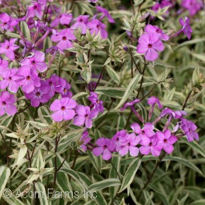 SILENE CLIFFORD MOOR