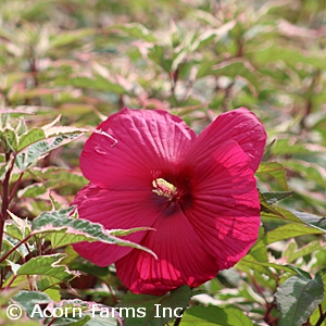 HIBISCUS SUMMER CARNIVAL