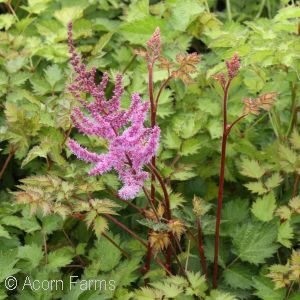 ASTILBE COLOR FLASH LIME