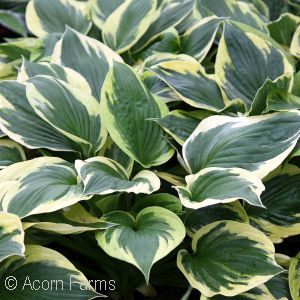 HOSTA TWILIGHT