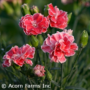 DIANTHUS CRUSH ORANGE