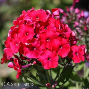 PHLOX PAN RED RIDING HOOD