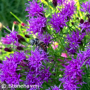 VERNONIA SUMMERS SWAN SONG