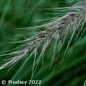 ELYMUS GLAUCUS BLUE DUNE