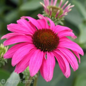 ECHINACEA PURPLE EMPEROR