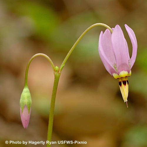 DODECATHEON MEADIA