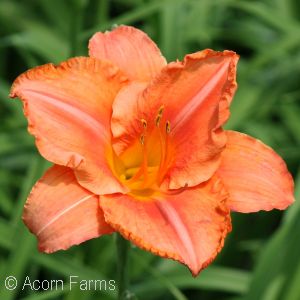 HEMEROCALLIS SOUTH SEAS