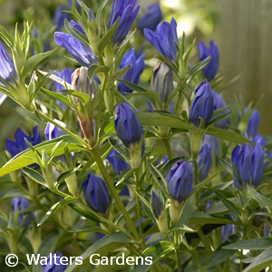 GENTIANA TRUE BLUE