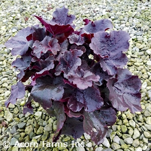 HEUCHERA N EXPOSURE BLACK