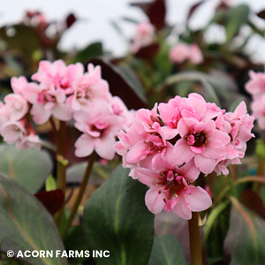 BERGENIA SAKURA