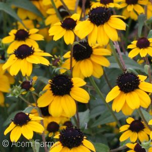 RUDBECKIA TRILOBA