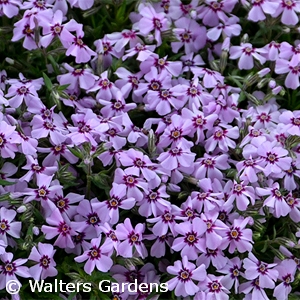 PHLOX SUB EYE CANDY