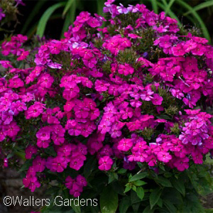 PHLOX