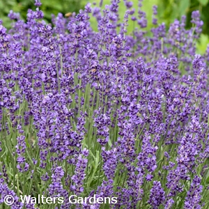 LAVANDULA IMPERIAL GEM