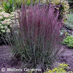 SCHIZACHYRIUM BLUE PARADISE