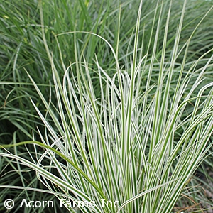 CAREX OSH EVEREST