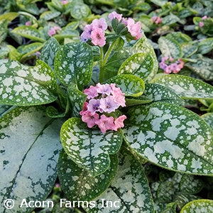 PULMONARIA PRETTY IN PINK